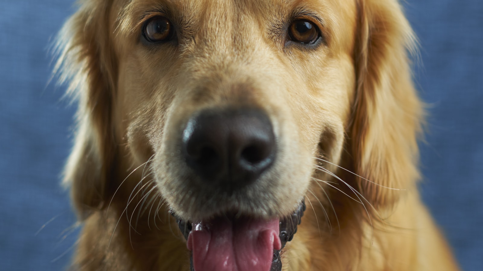 Der beliebteste Online-Haustiershop!